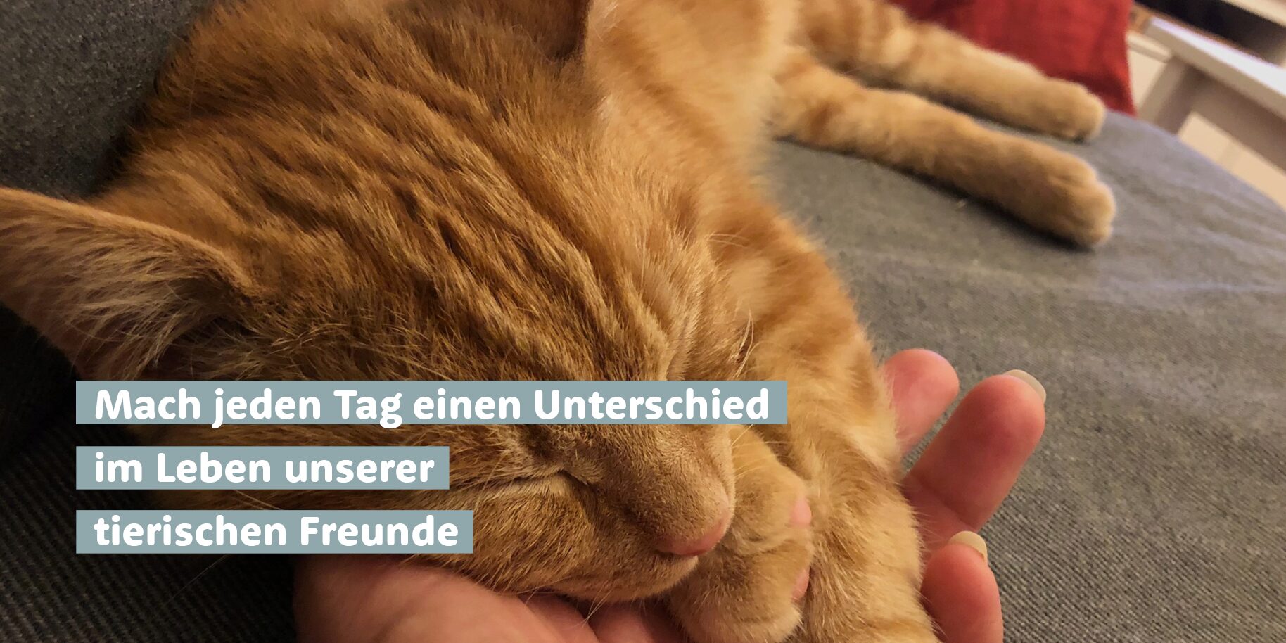 Teaserbild Tierärztliche Gemeinschaftspraxis Dres. Anke Hoff und Maja Eichhorn